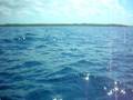 videos de BAGNO CON I DELFINI A ZANZIBAR...1