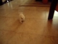 Newton the Puppy