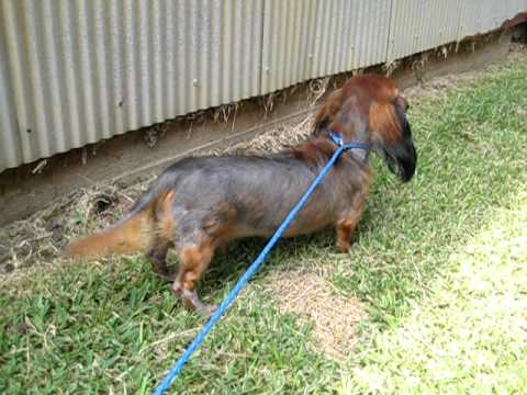 how to treat demodectic mange