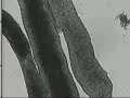 CONTRACTION OF RAT TESTICULAR TUBULES CONTRACTION OF RAT TESTICULAR TUBULES