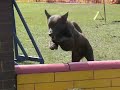 European Open - australsk� kelpie