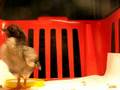 Lemon Blue Bantam Chick, Hatched 5-10-08
