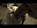 Kitten & Turkey Neck