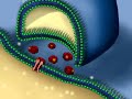 Activation of a Neuron