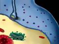 Activation of a Neuron