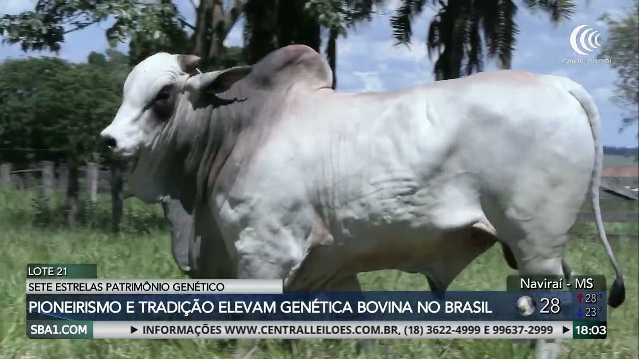 Sete Estrelas oferta amanhã touros e matrizes selecionadas no Canal do Boi