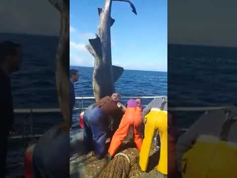 Pescadores de Isla Cristina liberan a un tiburón peregrino