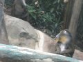 PGH Zoo - mandrills