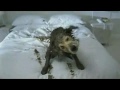 Pedigree Ad For your Dog