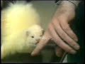 TV Outtakes - Richard Whiteley and the Ferret TV Outtakes - Richard Whiteley and the Ferret