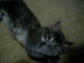 Twisty Kitties