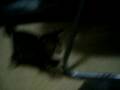 videos de Twisty Kitties