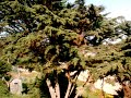 Isla Negra 1