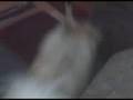 dog fight