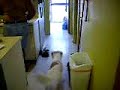 Crazy Dog Barking