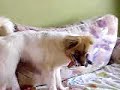 Crazy Dog Barking