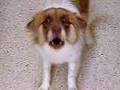 Crazy Dog Barking