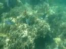 PALAU part.4