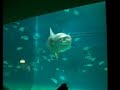 Genova Acquarium