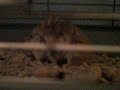 hamster hump