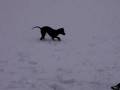 calini's black sun sulla neve
