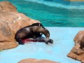 Sea Lion giving birth.