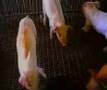 When Pigs Cry