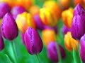 MUSIC FOR DEEP RELAXATION Classical Indian Flute and Violin Vol. 2 www.innersplendor.com