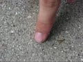 Stupid ladybug
