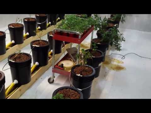 how to grow hydro weed