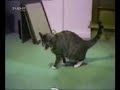 Funny Animals - Hilarious Comedy