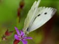 rhythm of nature slideshow