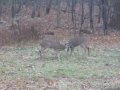 Two Bucks Stop Here