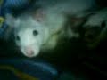 Rats Rats