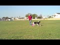 How to train your dog to catch a Frisbee