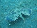 Flying Gurnard Flying Gurnard