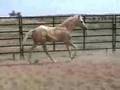2007 AQHA/PHBA Stallion