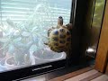 The Road to a Ninja Tortoise!  ????????????