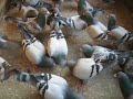 Sabol Oliver racing pigeons Sabol Oliver racing pigeons