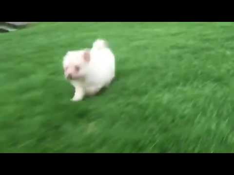 CoCo love to run in the grass and play