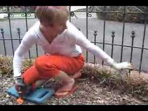 how to transplant liriope