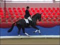 400.000 ? Dressage Horse - Statesman - Oldenburger Pferde Elite Auktion 400.000 ? Dressage Horse - Statesman - Oldenburger Pferde Elite Auktion