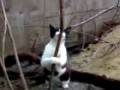 Cat pole dance! Cat pole dance!