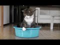 彷徨うねこ。-wandering Maru.