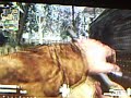 Call of duty World at war-wi-fi battle 13