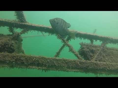 Underwater Footage | mattkprovideo