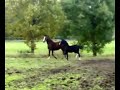 Vodina en Cherina showen! Vodina en Cherina showen!