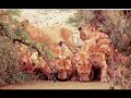 Gayatri & 12 Syllable Gopala Mantra