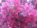 Blossoms / Kate Bush