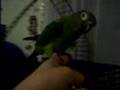 Sellie The Dusky conure!
